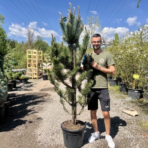 Borovica čierna (Pinus nigra) ´OREGON GREEN´ – výška 150-180 cm, kont. C35L
